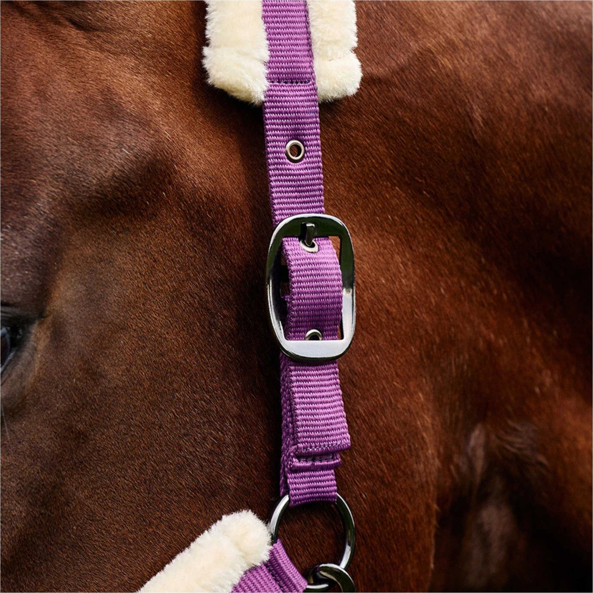2026 Dublin Soft Fit Headcollar 1031034 - Dark Purple